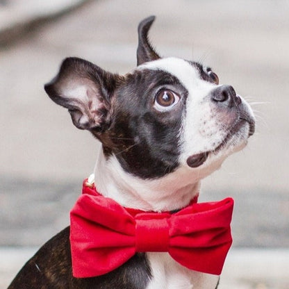 Red Velvet Dog Bow Tie, Collar Attachment