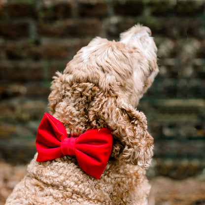 Red Velvet Dog Bow Tie, Collar Attachment