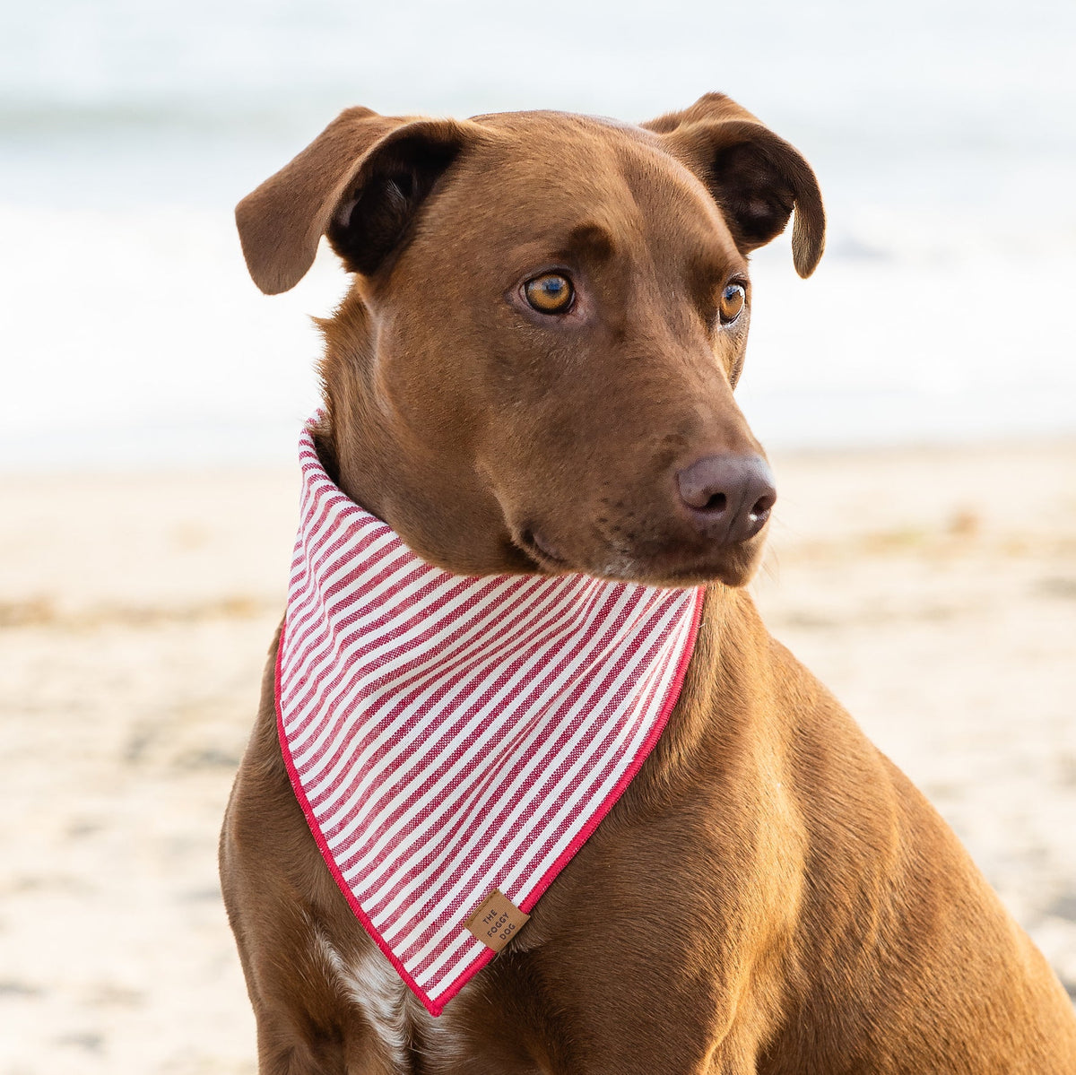 Red Stripe Cotton Canvas Triangle Tie Dog Bandana