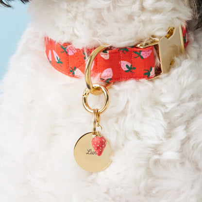 Round Gold Stainless Steel Pet ID Tag for Dogs and Cats, Nickel-Free