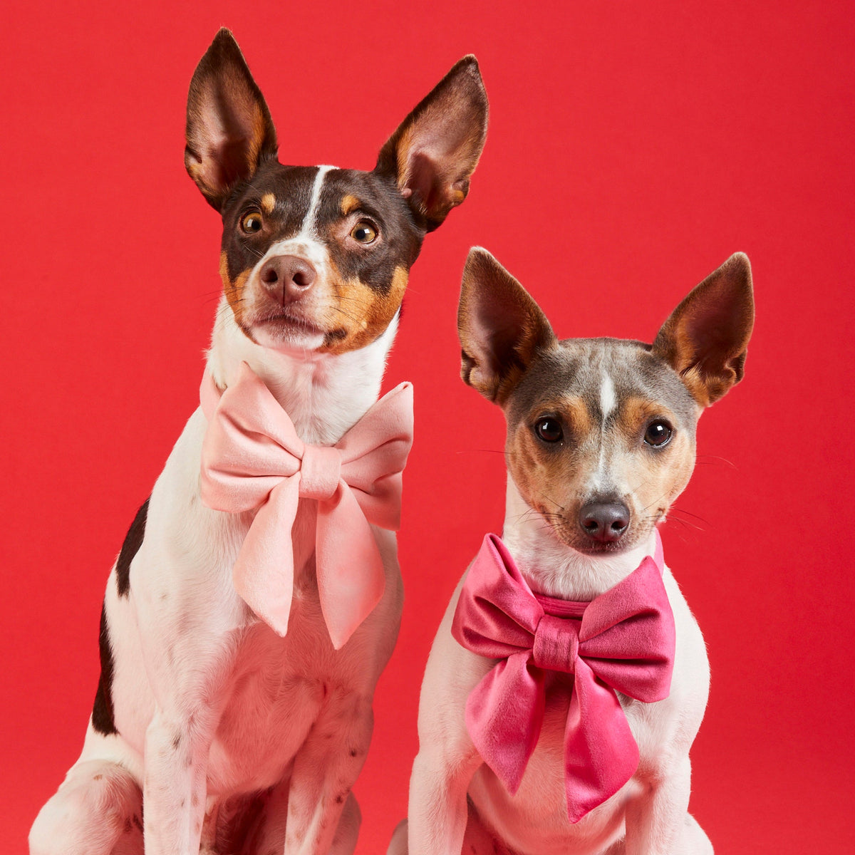 Hot Pink Velvet Dog Collar with Removable Lady Bow