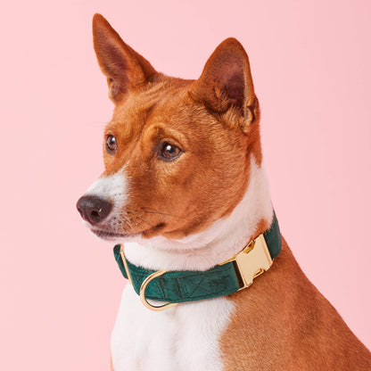 Forest Green Velvet Dog Collar, Sizes XS to Large