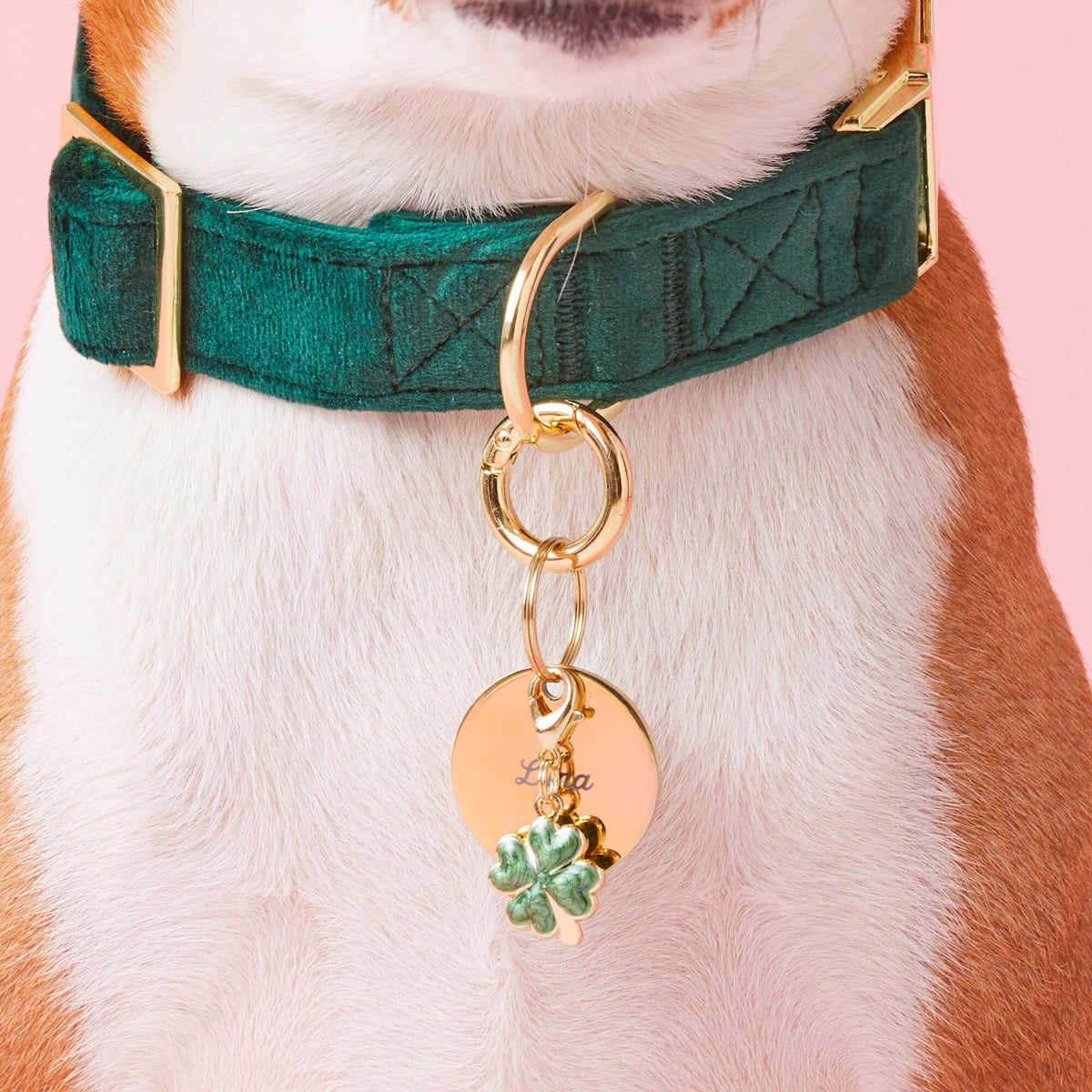 Round Gold Stainless Steel Pet ID Tag for Dogs and Cats, Nickel-Free