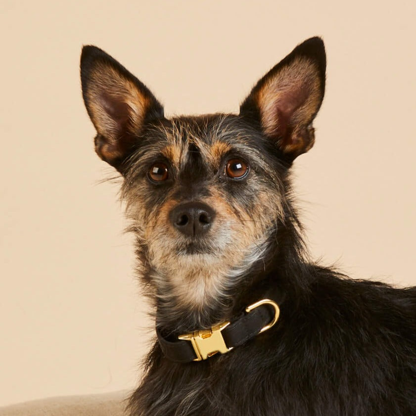 Black Cotton Dog Collar with Gold Hardware