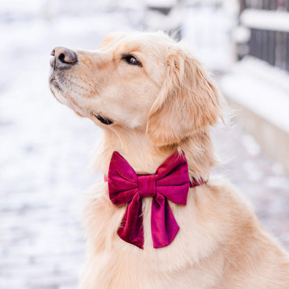 Burgundy Velvet Dog Collar with Removable Lady Bow