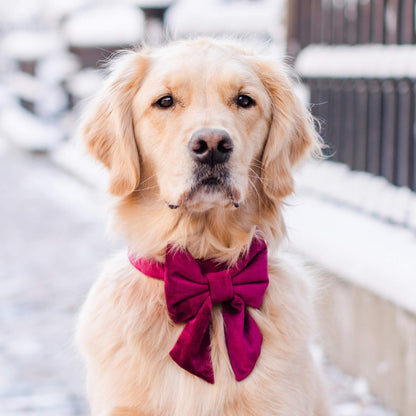 Burgundy Velvet Dog Collar with Removable Lady Bow