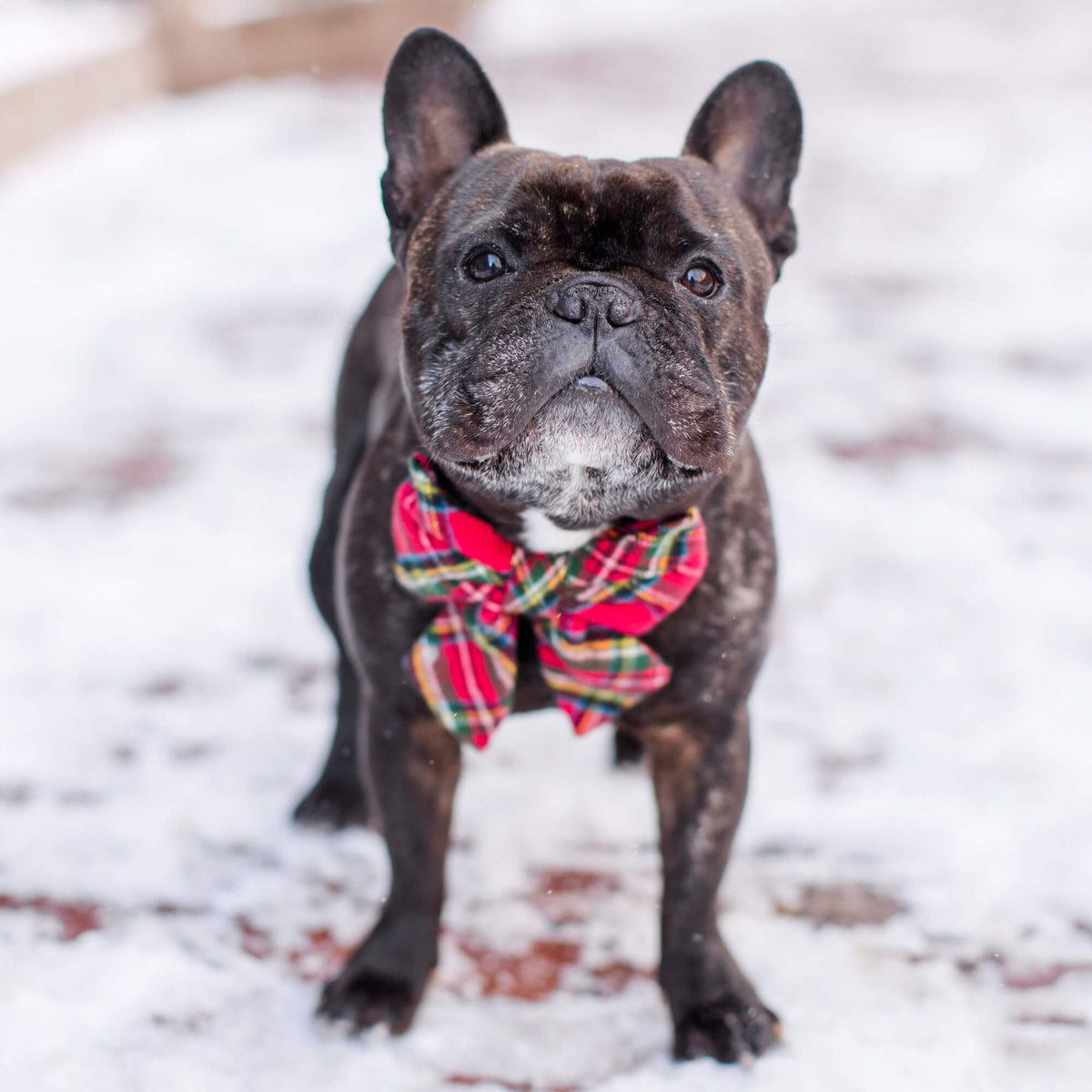 Red Tartan Plaid Flannel Dog Collar with Removable Lady Bow