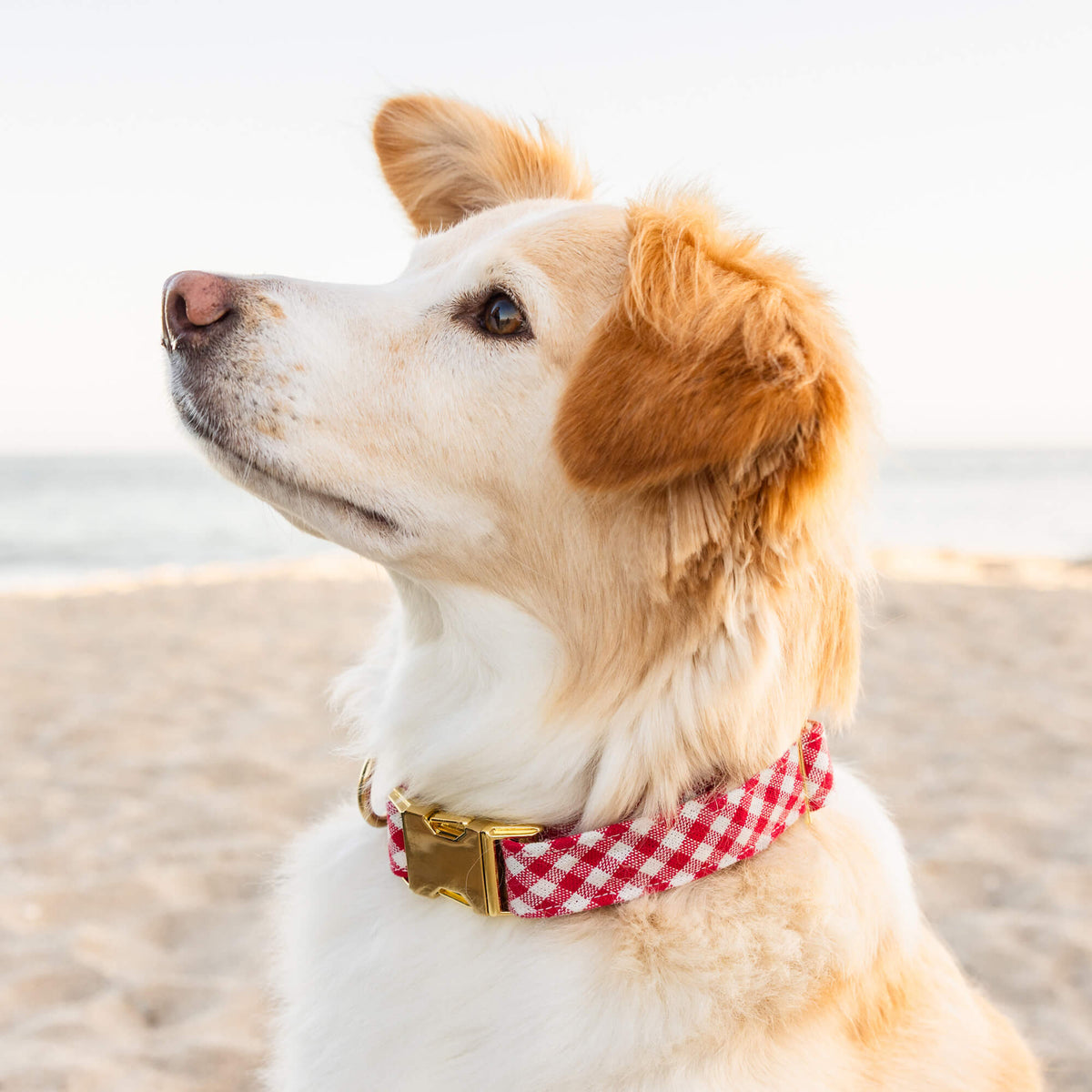 Red Gingham Dog Collar with Metal Hardware