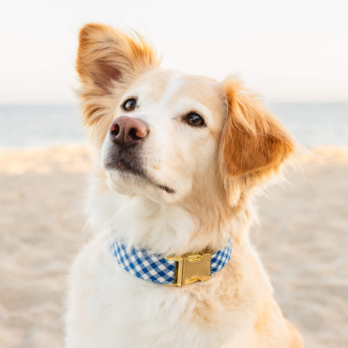 Royal Blue Gingham Dog Collar, Sizes XS to Large