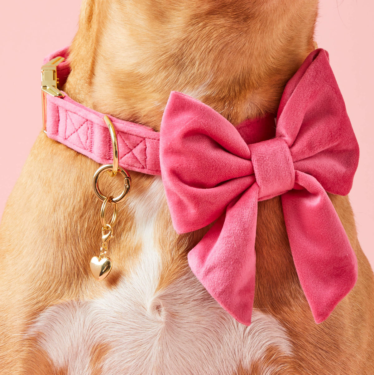 Hot Pink Velvet Dog Collar with Removable Lady Bow