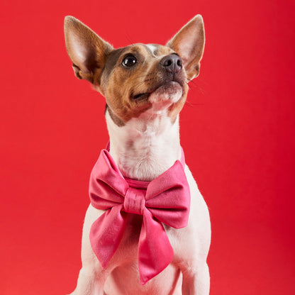 Hot Pink Velvet Dog Collar with Removable Lady Bow