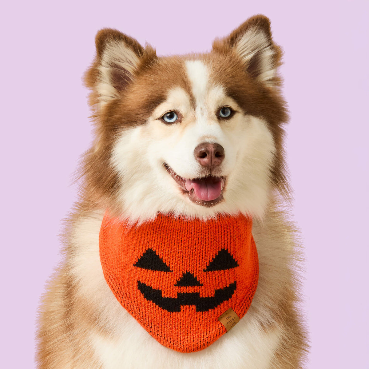 Jack-o'-Lantern Knit Dog Bandana with Snap Closure