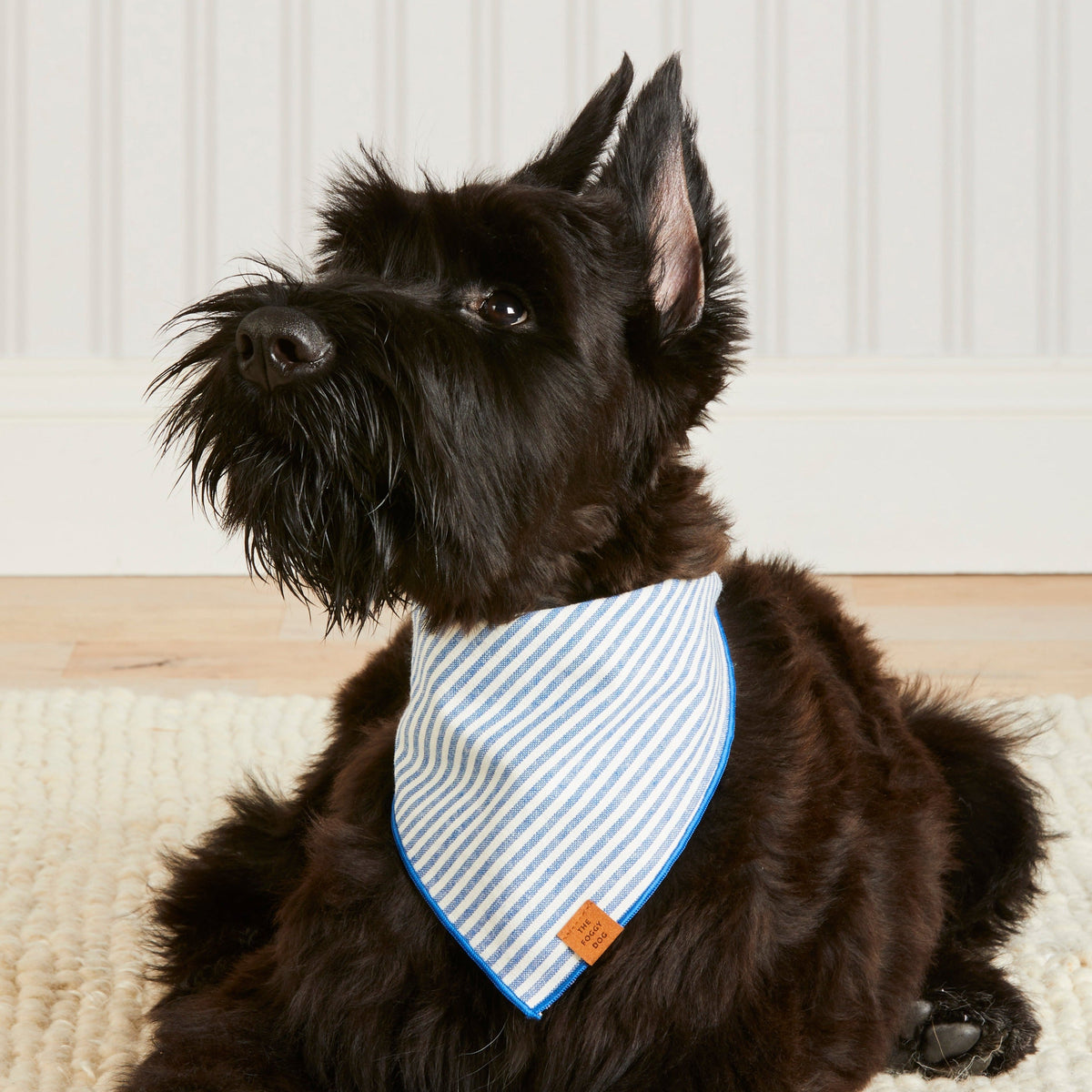 Blue & White Striped Cotton Dog Bandana with Royal Blue Hem