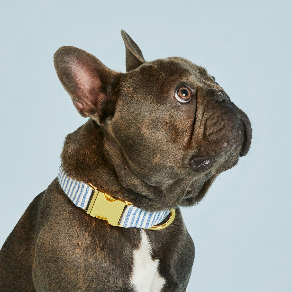 Blue & White Striped Cotton Dog Collar with Brass D-Ring