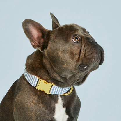 Blue Striped Cotton-Linen Dog Collar and Rope Leash Walk Set