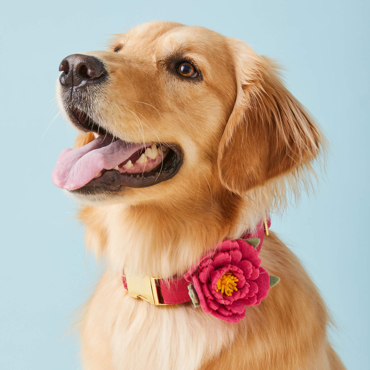 Hot Pink Peony Dog Collar with Removable Flower