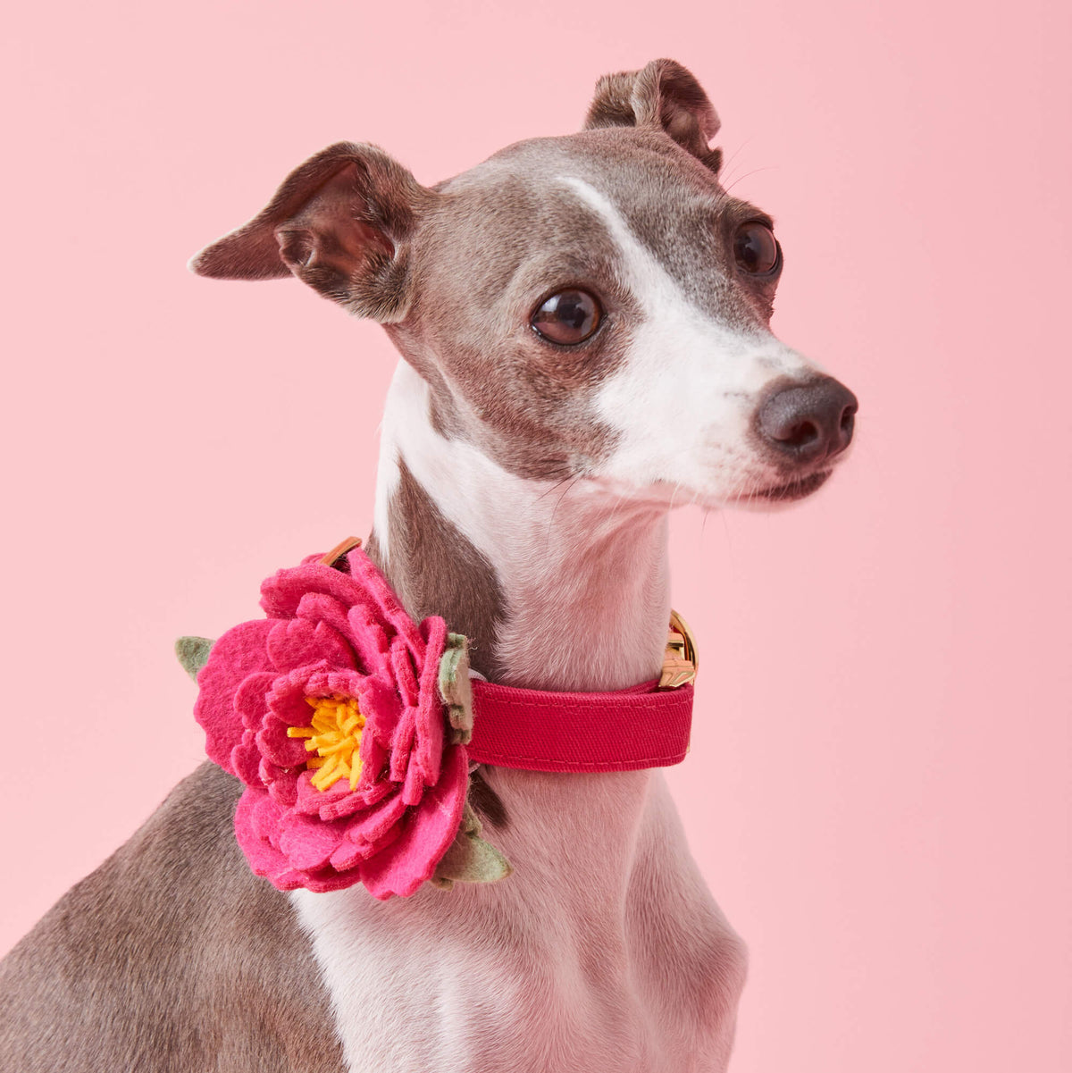 Hot Pink Peony Flower Dog Collar Attachment