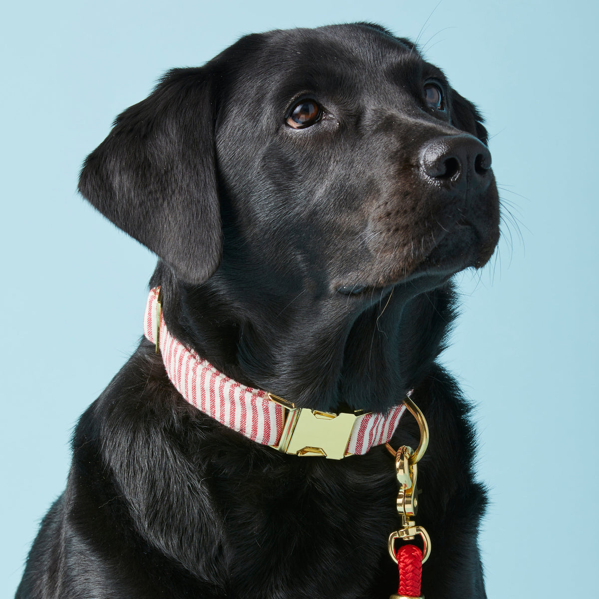 Red Stripe Cotton Dog Collar with Metal Hardware