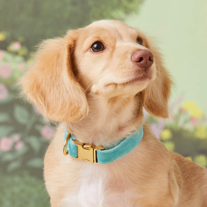Aqua Blue Velvet Dog Collar, Sizes XS to Large