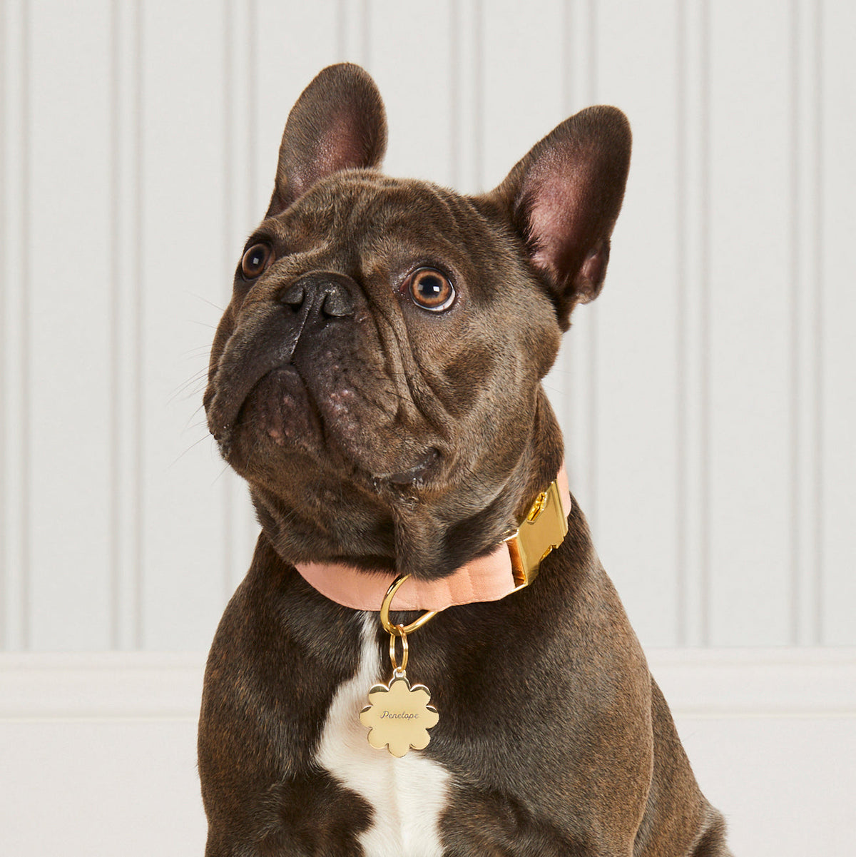 Flower Shaped Pet ID Tag in Gold-Tone Stainless Steel