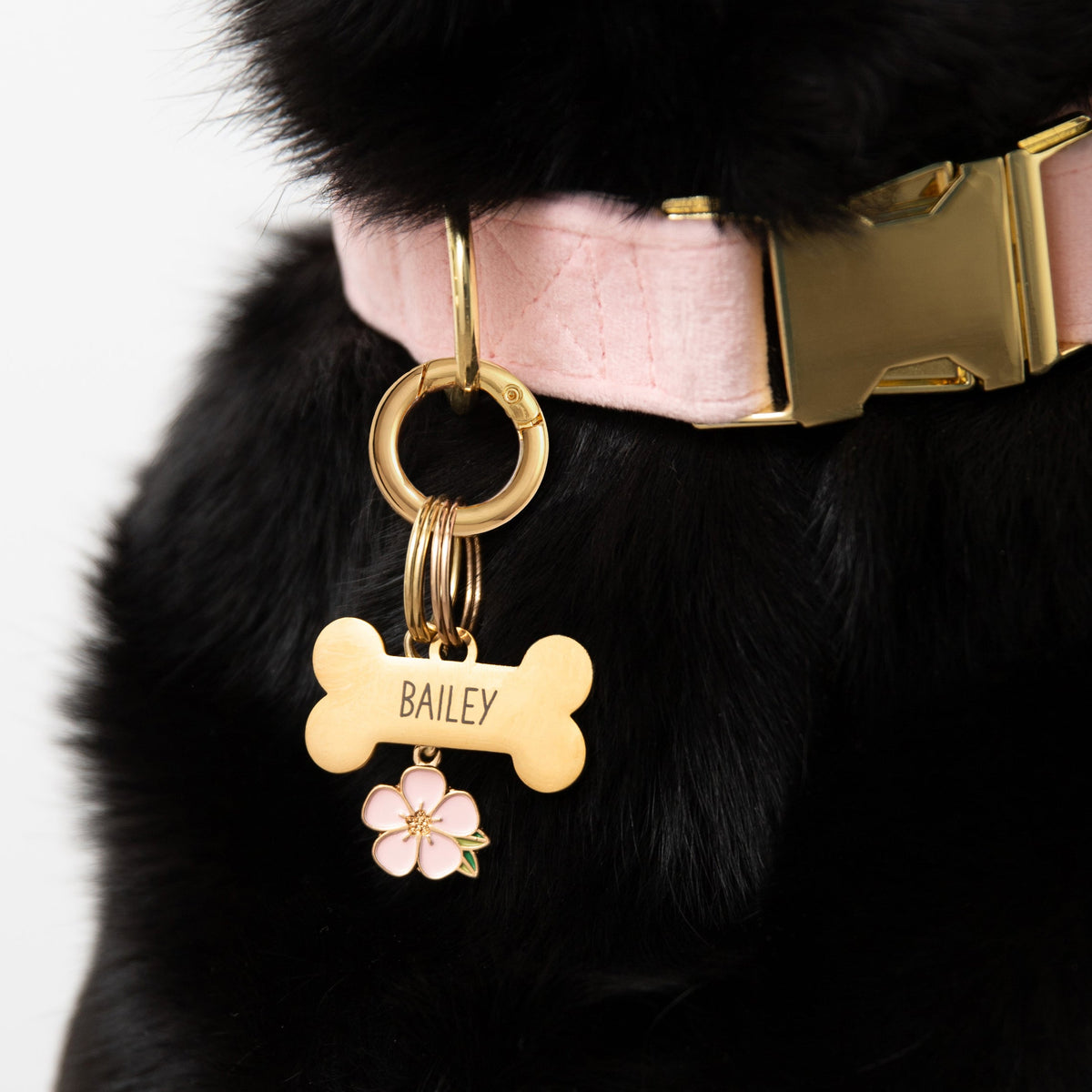 Pet Tag Keeper That Attaches to Dog Collar D-Ring
