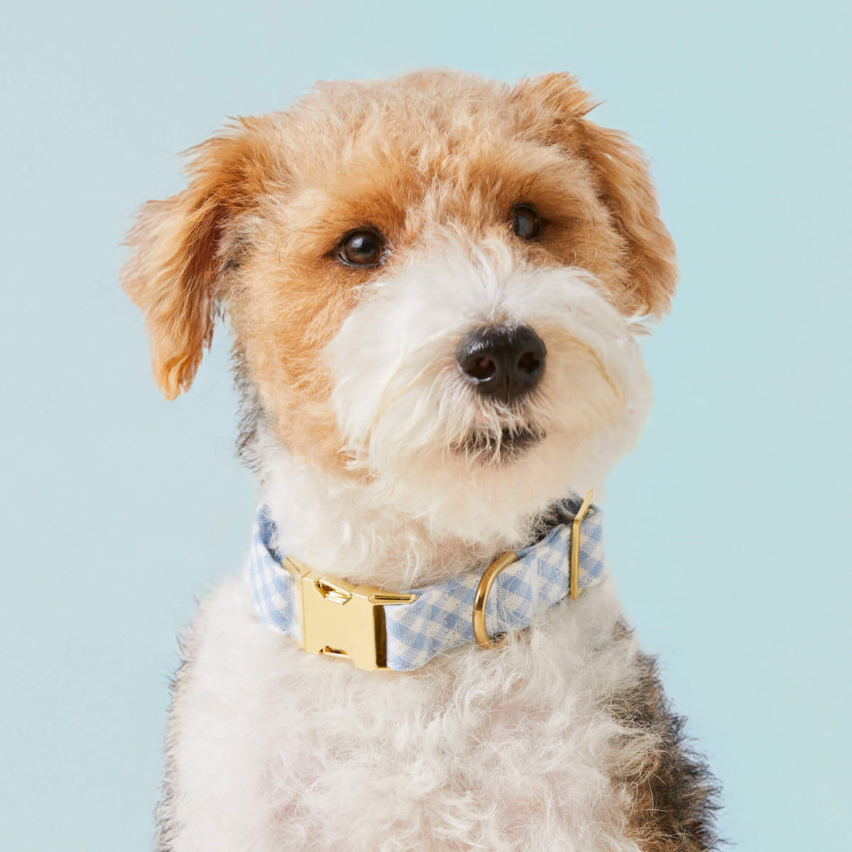 Sky Blue Gingham Dog Collar, Sizes XS to Large