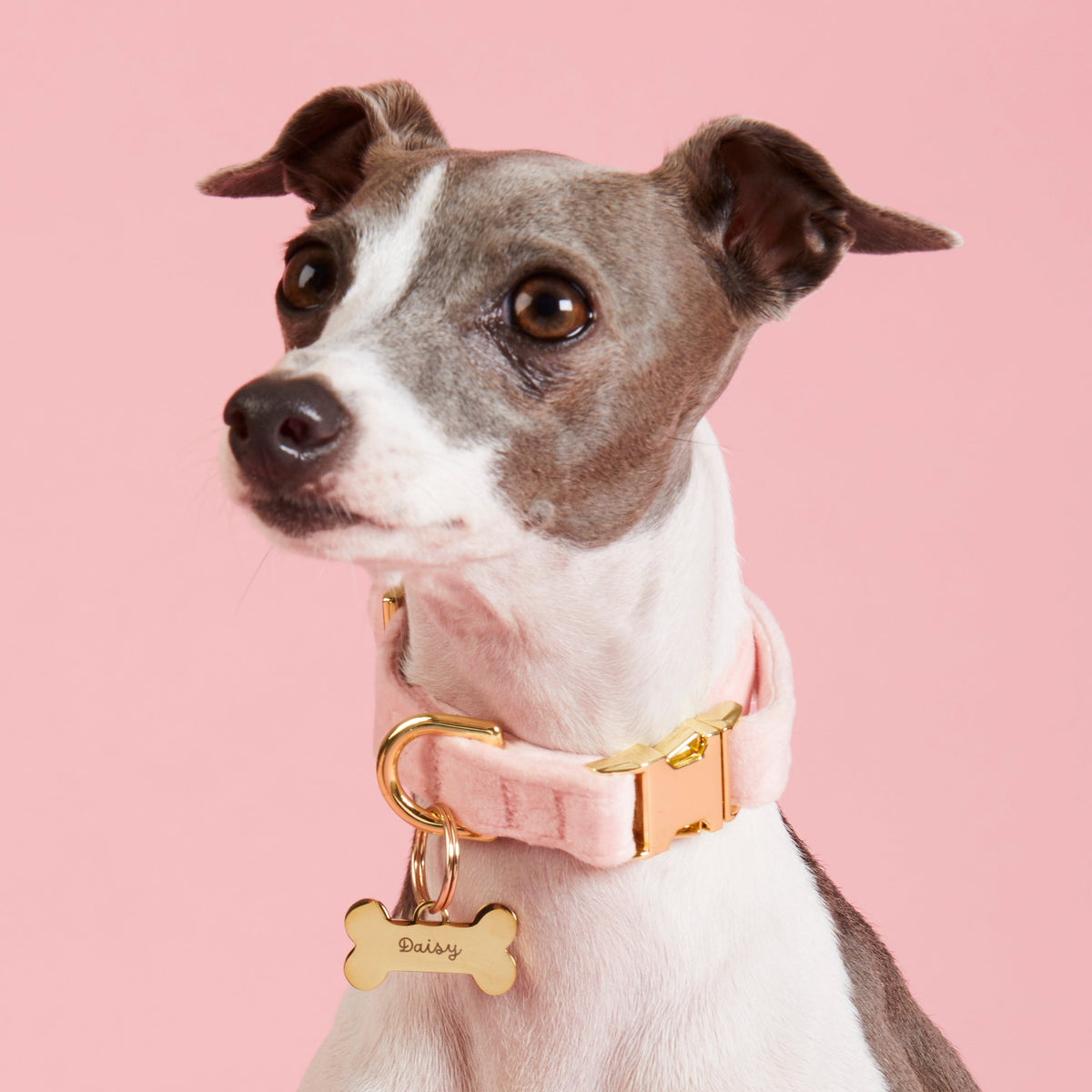Bone-Shaped Gold Stainless Steel Dog ID Tag, Nickel-Free