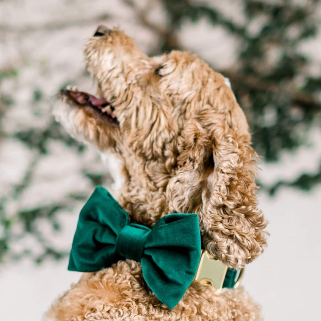 Forest Green Velvet Dog Collar with Removable Bow Tie