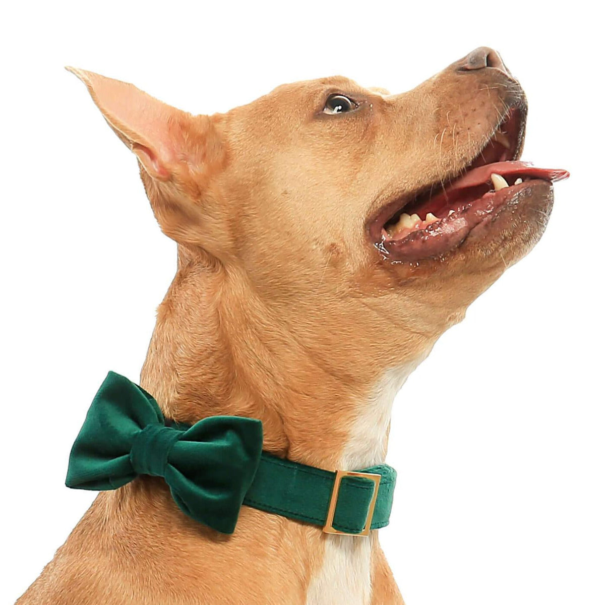 Forest Green Velvet Dog Collar with Removable Bow Tie