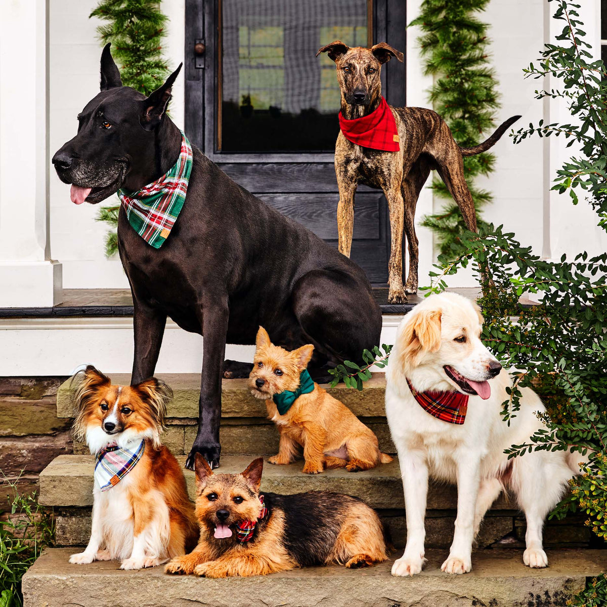 Forest Green Velvet Dog Collar with Removable Bow Tie