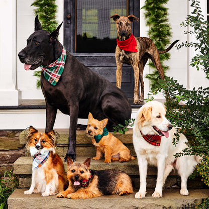 Forest Green Velvet Dog Collar with Removable Bow Tie