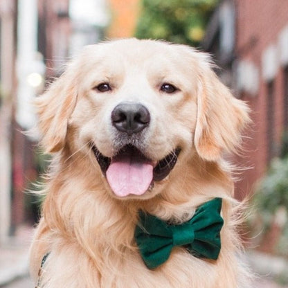 Forest Green Velvet Dog Collar with Removable Bow Tie