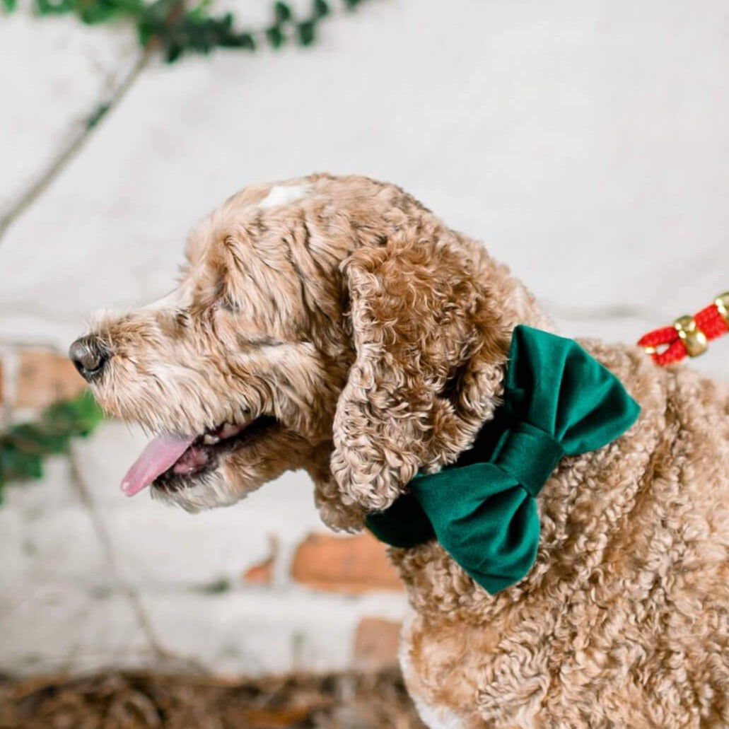 Forest Green Velvet Dog Collar with Removable Bow Tie