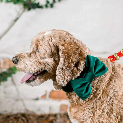 Forest Green Velvet Dog Collar with Removable Bow Tie