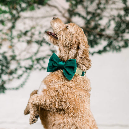 Forest Green Velvet Dog Bow Tie, Collar Attachment