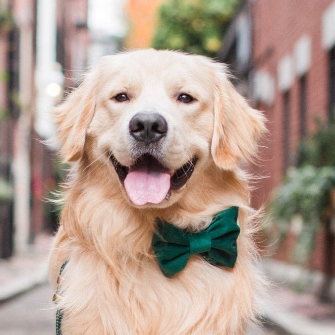 Forest Green Velvet Dog Bow Tie, Collar Attachment