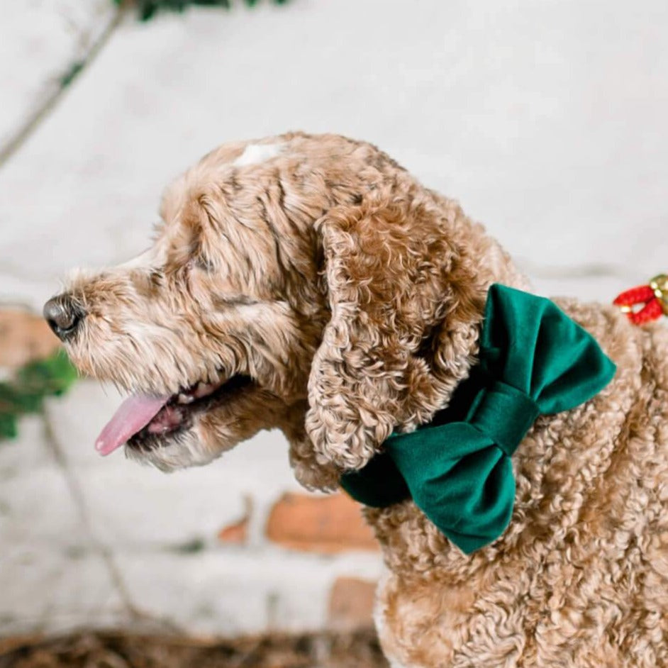 Forest Green Velvet Dog Bow Tie, Collar Attachment