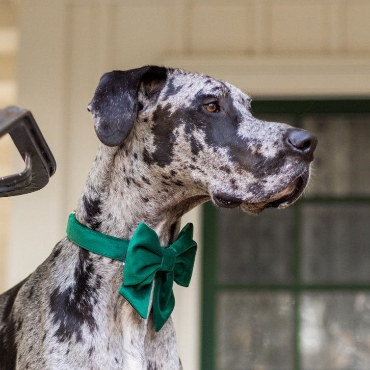 Forest Green Velvet Dog Collar with Removable Lady Bow