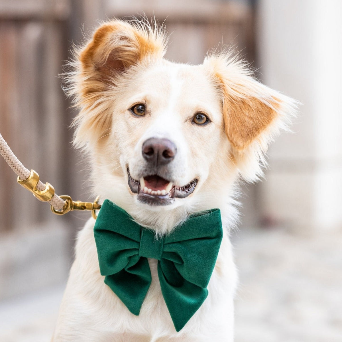 Forest Green Velvet Dog Collar with Removable Lady Bow