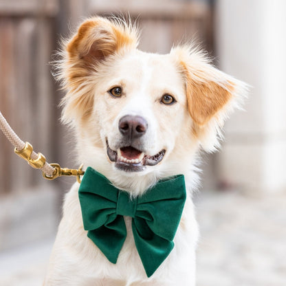 Forest Green Velvet Dog Collar with Removable Lady Bow