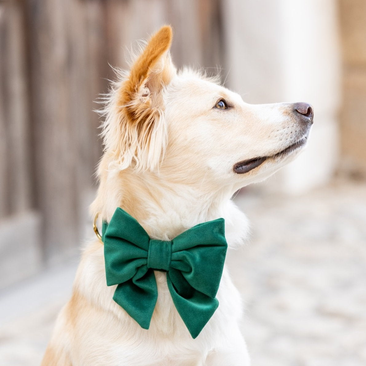 Forest Green Velvet Dog Collar with Removable Lady Bow