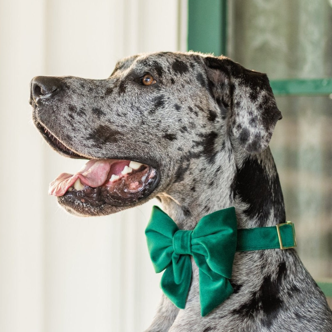 Forest Green Velvet Dog Collar with Removable Lady Bow