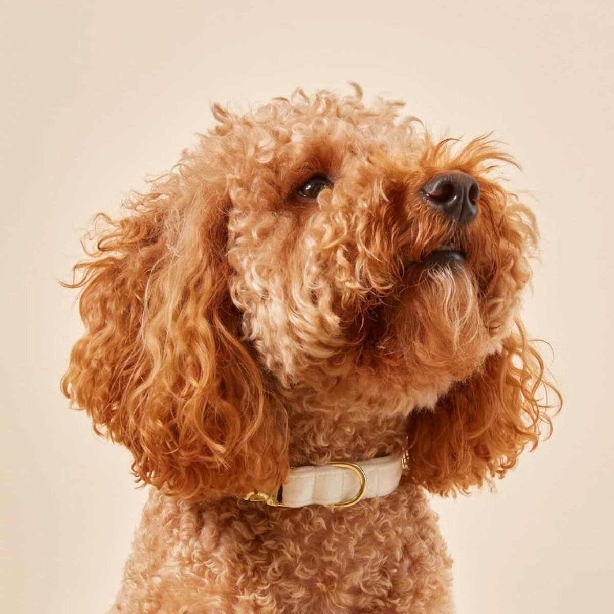 Ivory Velvet Dog Collar with Brass D-Ring