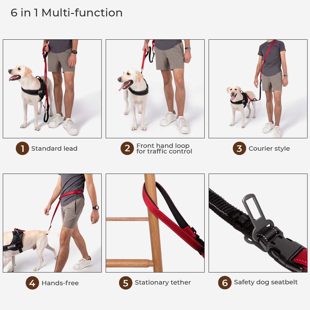 Reflective Waterproof Dog Raincoat with Harness Opening and Zip