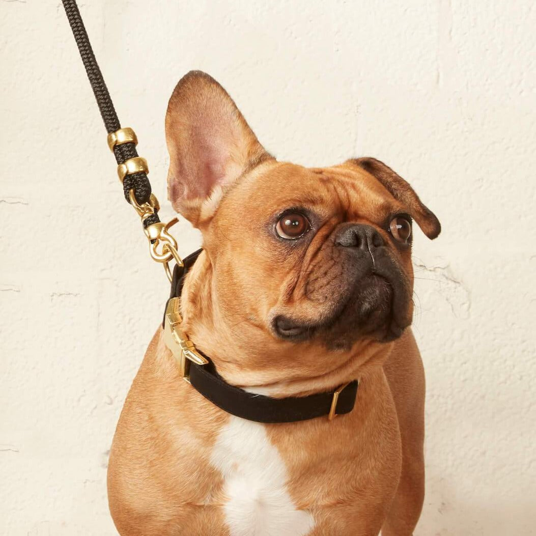 Black Cotton Dog Collar with Gold Hardware