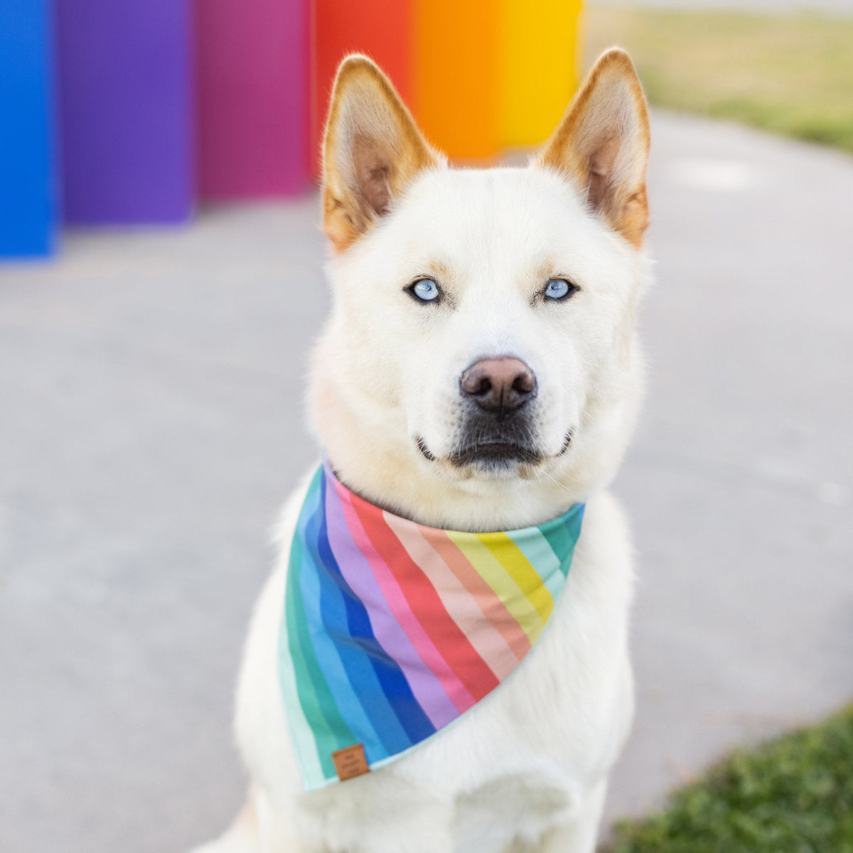 Rainbow Cotton Dog Bandana with Vegan Leather Tag