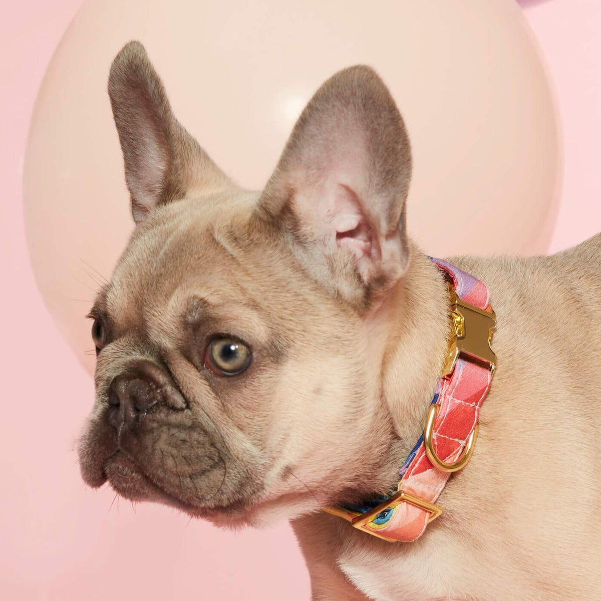 Rainbow Stripe Cotton Dog Collar with Gold Hardware