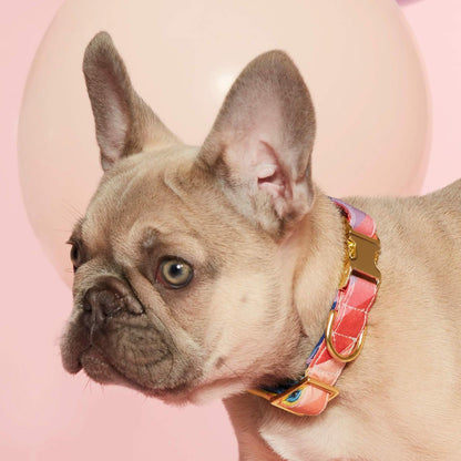 Rainbow Stripe Cotton Dog Collar with Gold Hardware