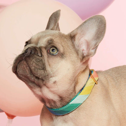 Rainbow Stripe Cotton Dog Collar with Gold Hardware