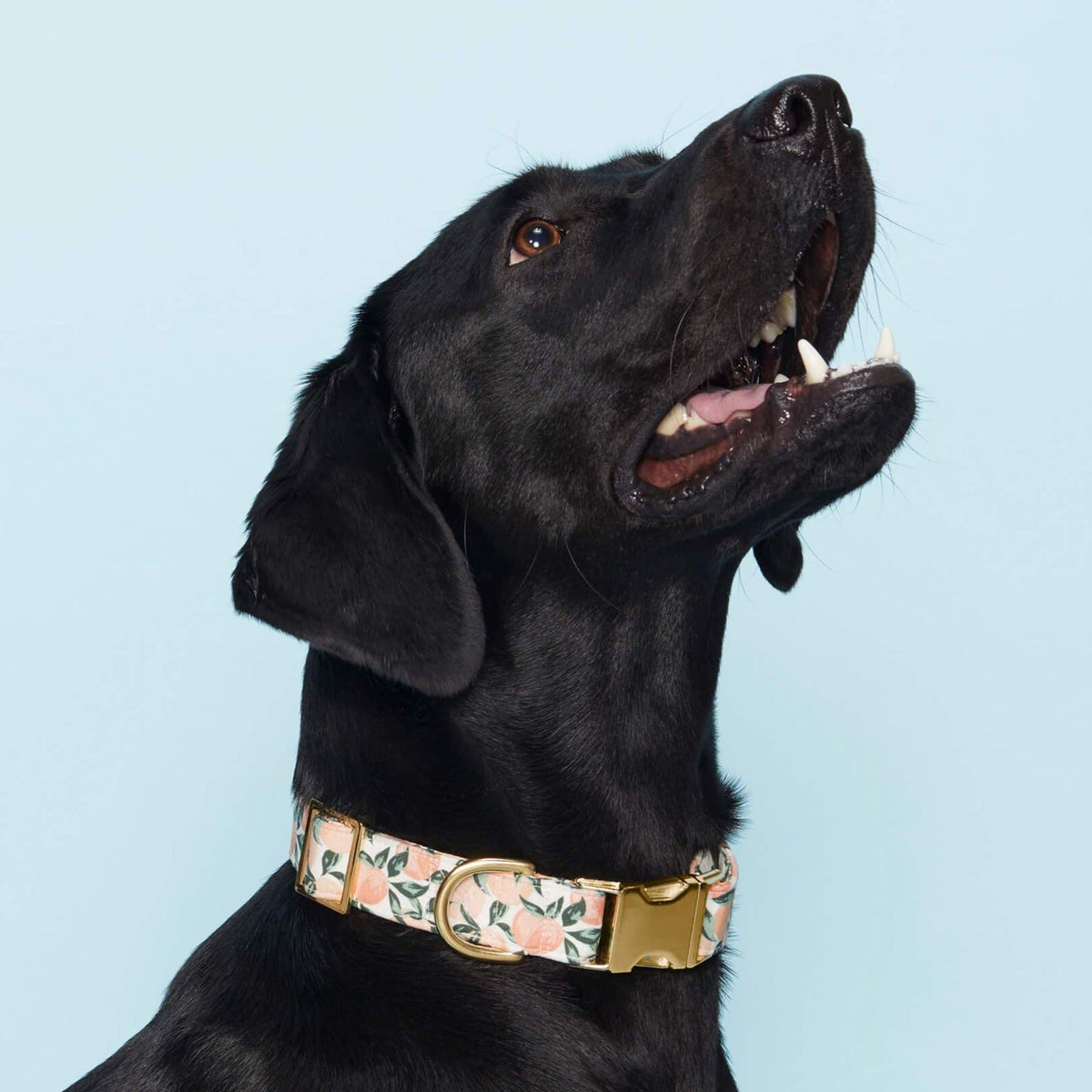 Peach Floral Cotton Dog Collar with Gold Hardware